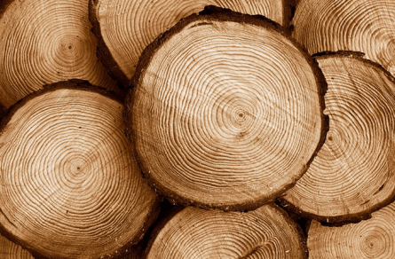 Which wood to choose?